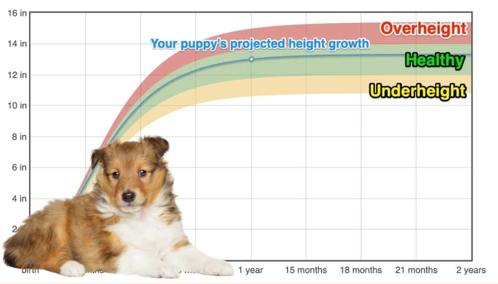 Sheltie Height+Growth Chart How Tall Will My Sheltie Grow? The